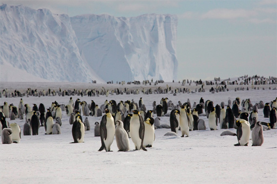 Emperor penguins on the sea ice close to Halley Research Station