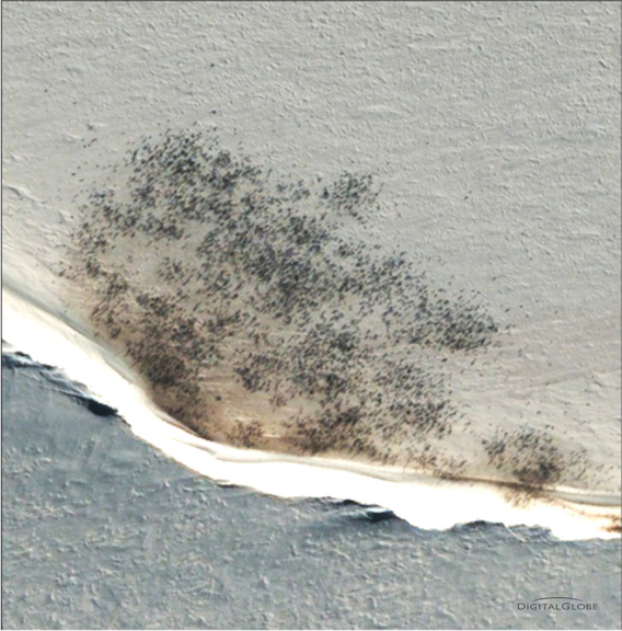 Aerial photograph of an emperor penguin colony