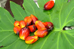 Oil palm fruit