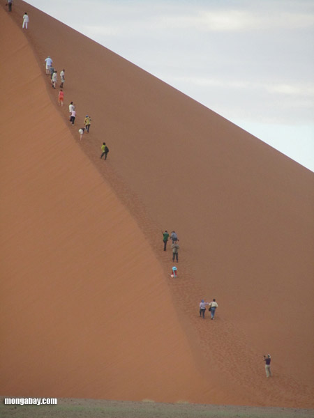Line of tourists hiking up a giant desert dune