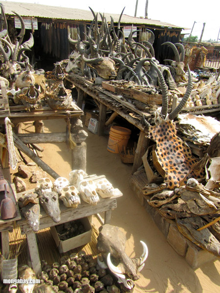 Wildlife fetish market in Togo