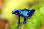 Blue azureus dart frog