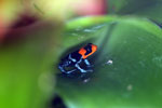 Ranitomeya benedicta dart frog from Peru