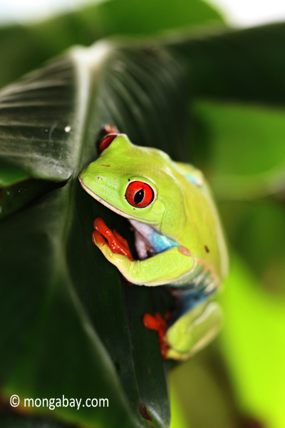 Red-eyed tree frog