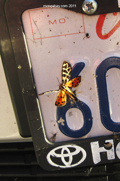 Dead colorful butterfly on a license plate