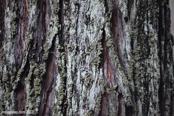 Redwood forest of Van Damme State Park