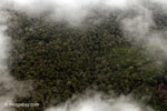 Swamp forest in Western Colombia