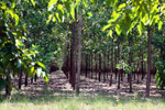 Acacia plantation in Colombia