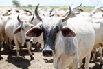 Cattle in Colombia