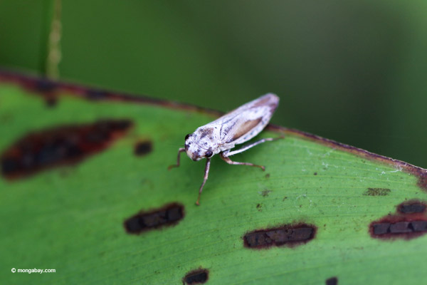 White-blue leafhopper