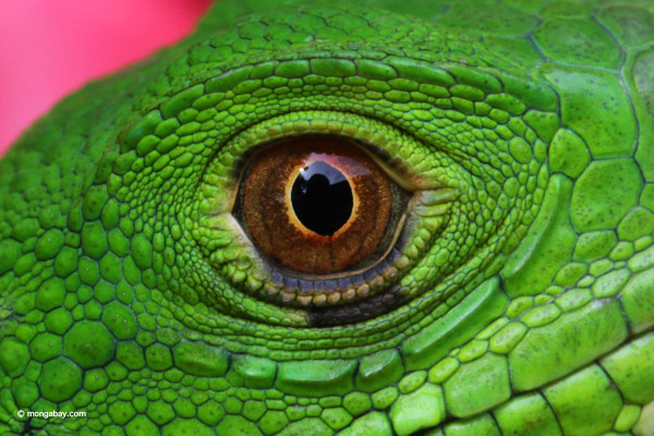 Common green iguana, up close and personal