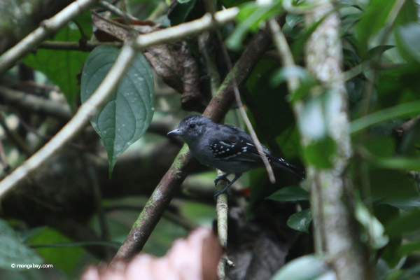 Bird