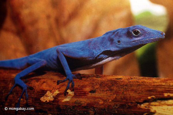 Blue anole (Courtesy of Aviatur)