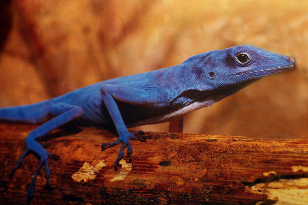 Blue anole (Courtesy of Aviatur)