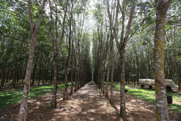 Industrial rubber plantation