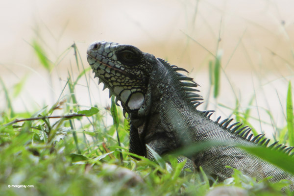 Common green iguana