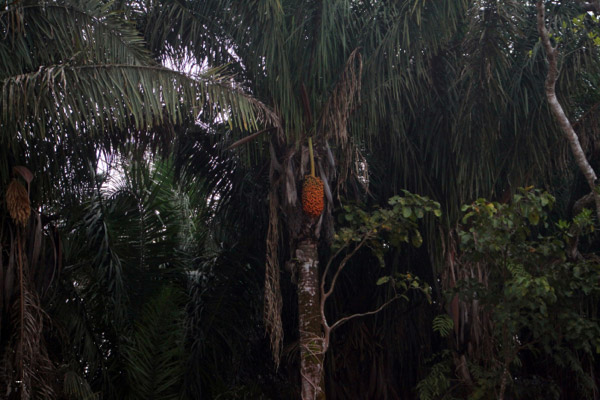Palm fruit