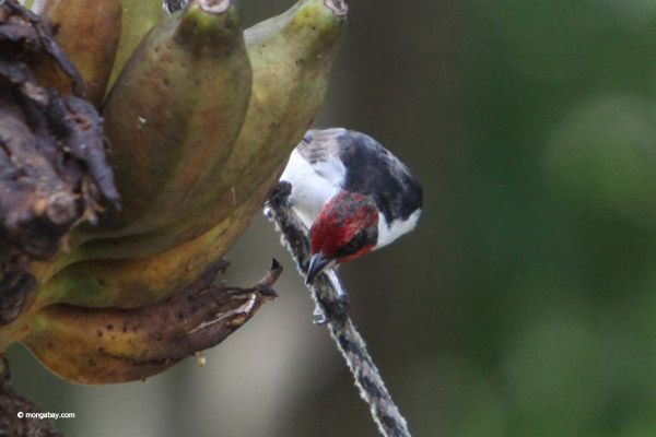 Red-capped cardinal