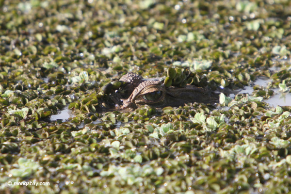 Caiman