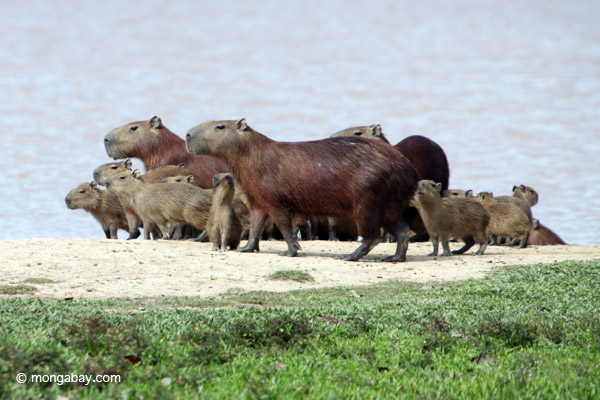 Cabybara