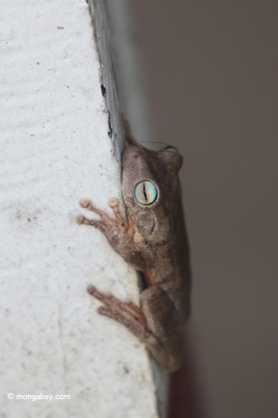 Tree frog
