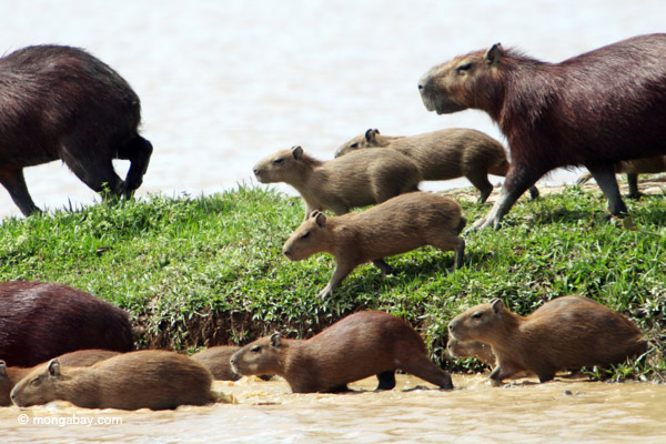 Capabaras