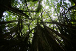 Banyan trees