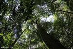 Aceh rainforest