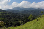 Forest near Jantho