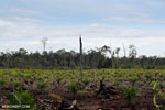 New oil palm plantation established on peatland outside Palangkaraya [kalteng_0072]