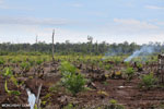 New oil palm plantation established on peatland outside Palangkaraya [kalteng_0079]