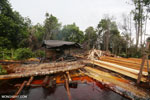 Illegal logging in Borneo [kalteng_0347]