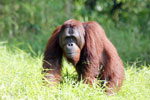 Bornean orangutan [kalteng_0909]