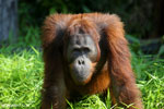 Bornean orangutan [kalteng_0922]