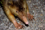 A Hispaniolan solenodon (Solenodon paradoxus) with grass seeds on its face near Pedernales,Dominican Republic.