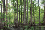 Bayou forest