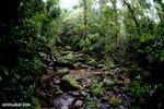 Rainforest creek in Masoala National Park [madagascar_masoala_0556]