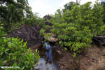 Mangrove forest [madagascar_masoala_1107]