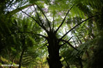 Tree fern in Madagascar