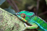 Male panther chameleon (Furcifer pardalis) [madagascar_0289]