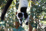 Black-and-white Ruffed Lemur hanging in a tree [madagascar_1345]