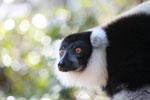 Black-and-white Ruffed Lemur (Varecia variegata) [madagascar_1352]