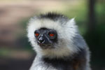 Diademed Sifaka (Propithecus diadema) [madagascar_1395a]