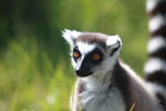 Ring-tailed lemur (Lemur catta) [madagascar_1545]