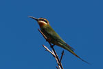 Madagascar Bee-eater (Merops superciliosus) [madagascar_4481]