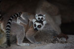 Ring-tailed lemur with baby [madagascar_5761]