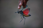 Rainbow Milkweed Locust (Phymateus saxosus), a toxic species due to its propensity to eat milkweed [madagascar_5781]