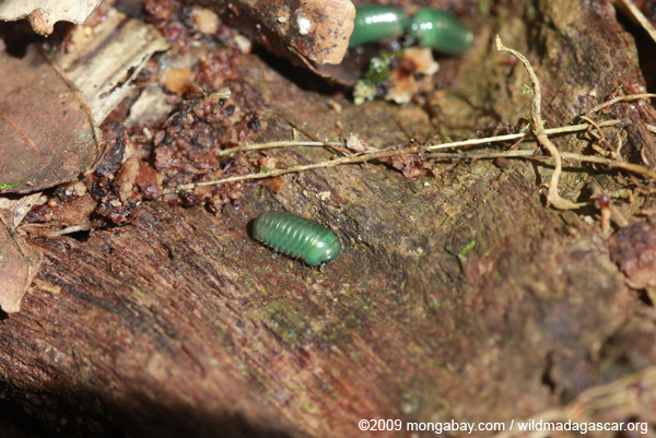 Juvenile Malagasy Emerald Green Pill Millipede (Sphaerotheriida)