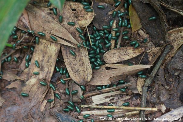 While it may look like someone spilled a a container of dark green tic-tacs, these are actually a swarm of young Malagasy emerald pill millipedes. Photographed in Madagascar these millipedes are classified in the order of Sphaerotheriida.