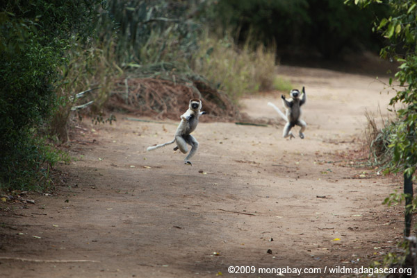 Verreaux's Sifaka (Propithecus verreauxi) in a territorial chase